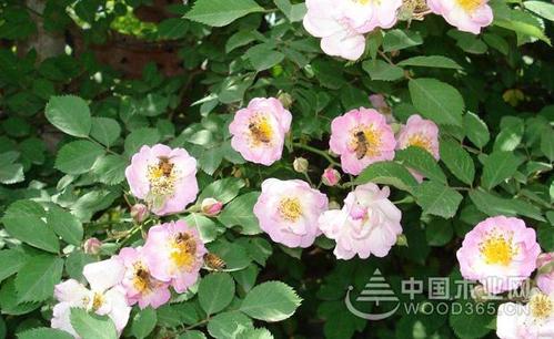 澳洲野蔷薇?野蔷薇品种!