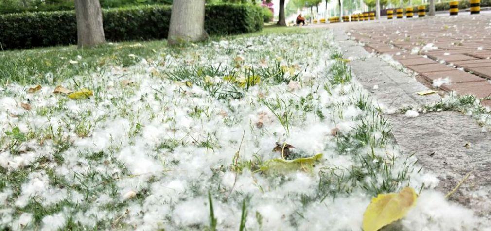 杨树毛絮什么时候结束?杨树毛絮什么时候结束开封!