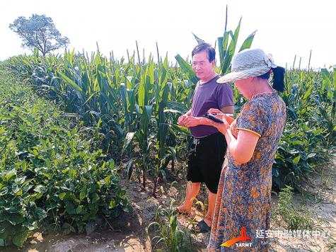 播种从玉米地开始?播种从玉米地开始小娥与建树!