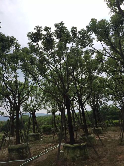 香樟树主要分布在，香樟树分布在我国哪里