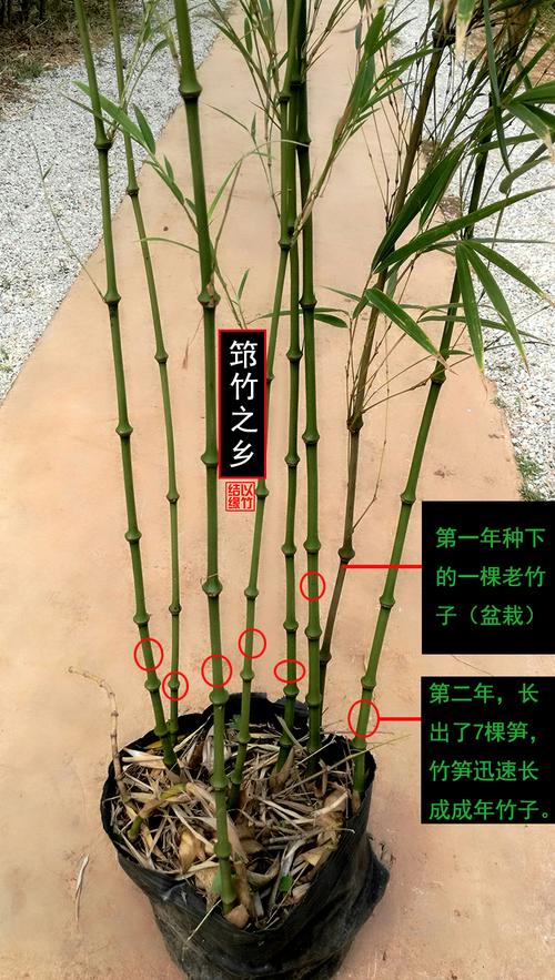 罗汉竹，罗汉竹盆栽养殖方法