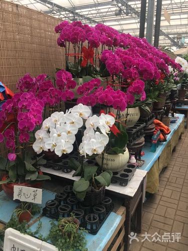 长春花卉市场，长春花卉市场地址
