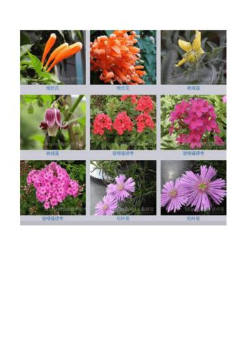 花名大全?花名大全及花语!