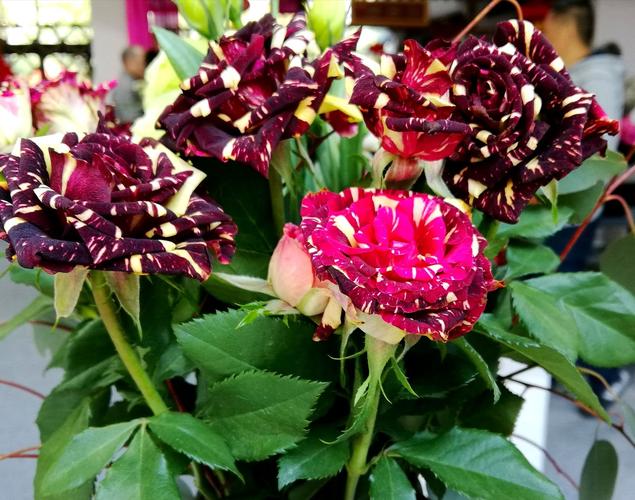 花中西施是哪种花，花中西施是什么植物？