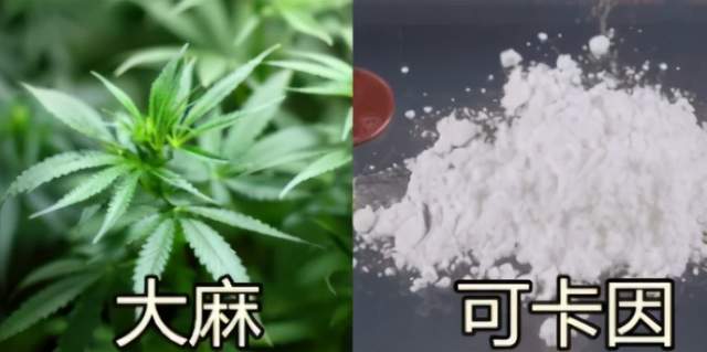 可卡英因从什么植物中提取，可卡英因从什么植株的树叶中提取？