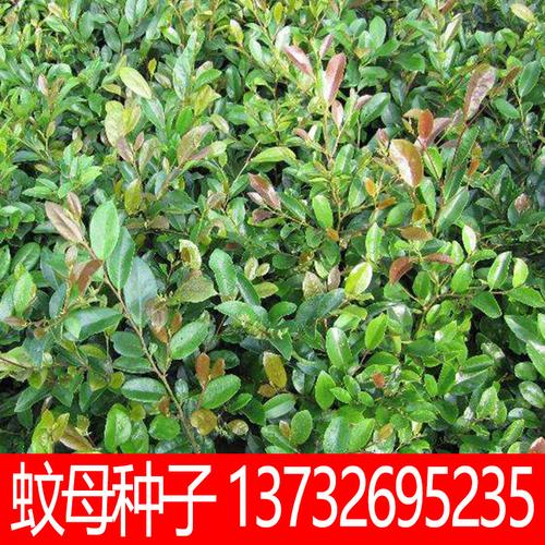 蚊母种子，蚊母种子什么时候种植