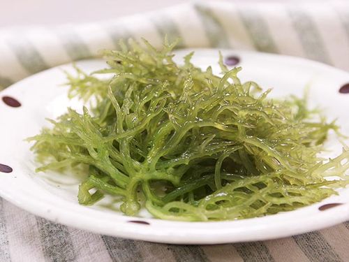 珊瑚草?珊瑚草的功效作用!