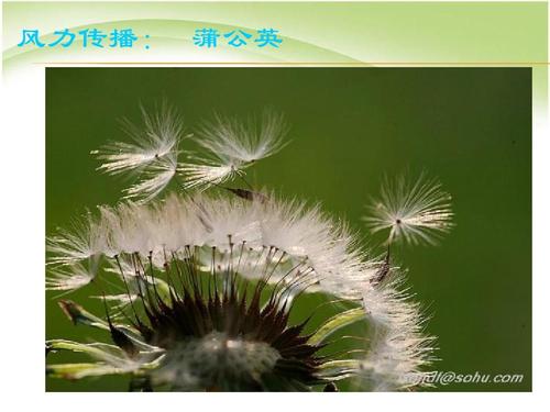 蒲公英的特点？蒲公英的特点和传播方式？