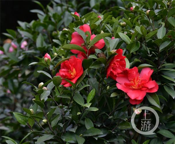重庆市花?重庆市花为什么是山茶花!