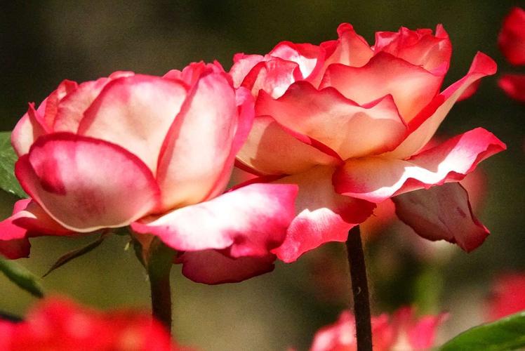 北京市市花?北京市市花叫什么名字!