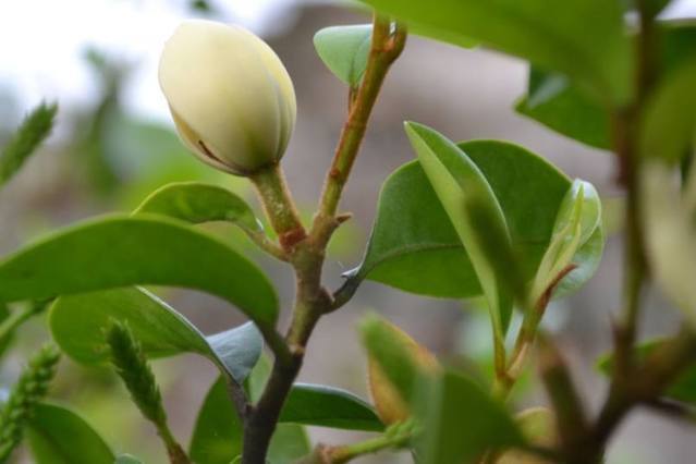 含笑花什么时候开花，含笑花什么时候开始发芽？