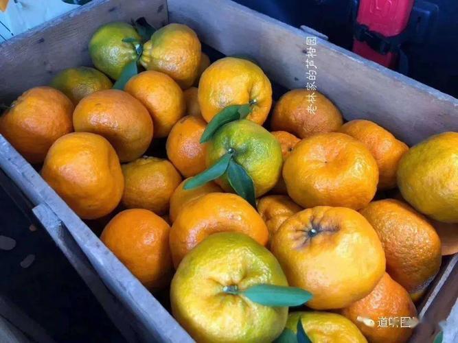 芦柑是什么，芦柑是什么意思？