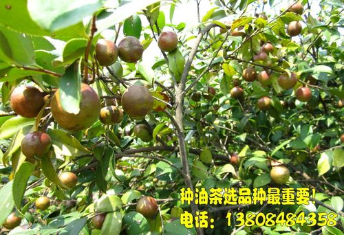 高产油茶品种?高产油茶品种有哪些!