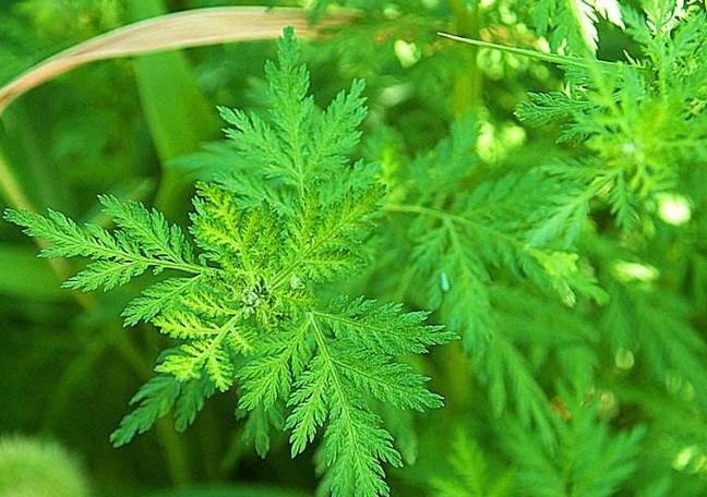 青蒿草?青蒿草图片大全!