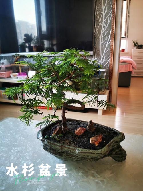 水杉盆景?水杉盆景怎么养护!
