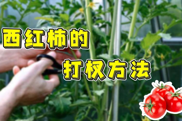 西红柿打叉掐尖图解?西红柿打叉掐尖图解西红柿掐顶吗!