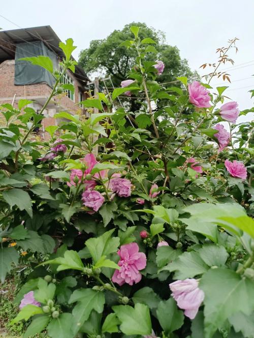木槿花图片，木槿花图片养殖方法？