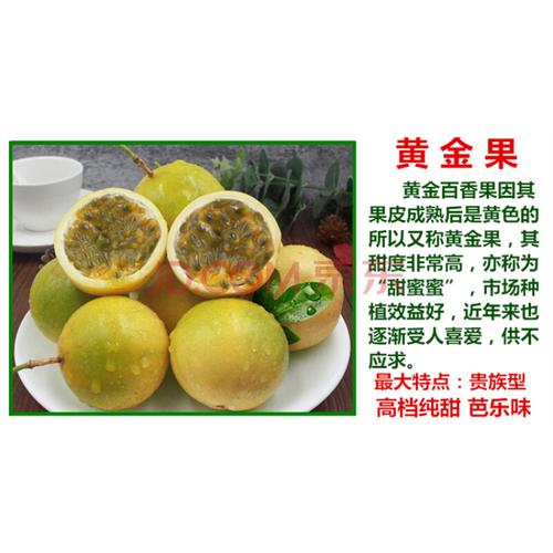 黄金果，黄金果价格是多少钱一斤