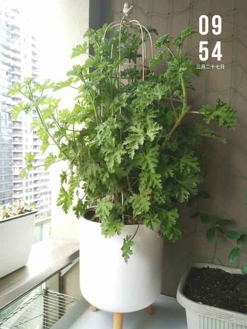 驱蚊香草，驱蚊草长啥样？