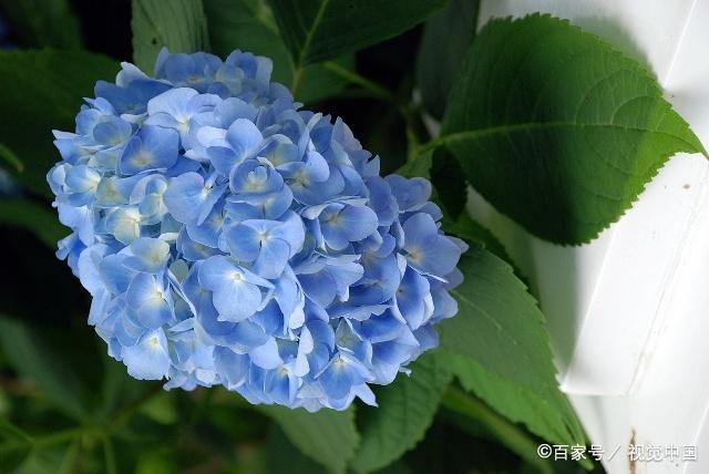 绣球花有毒吗?绣球花有毒吗?可以放室内吗?!
