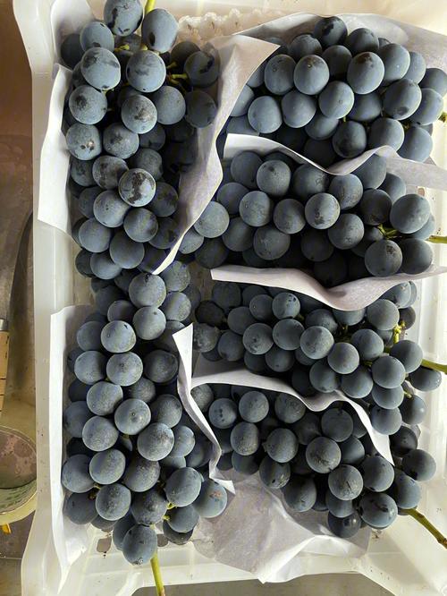 夏黑葡萄？夏黑葡萄品种介绍？