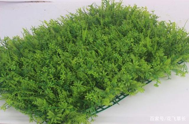 景天科植物？景天科植物与c4植物的区别？