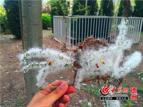 杨树毛絮，杨树毛絮的防治办法？