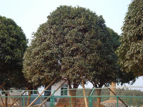 桂花树价格表，桂花树价格表精编