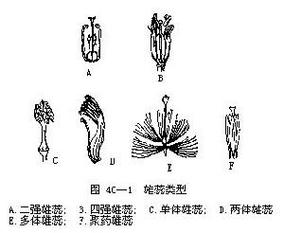 四强雄蕊？四强雄蕊的植物有哪些？