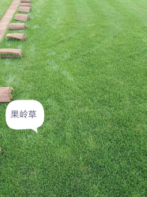 果岭草?果岭草草坪优缺点!