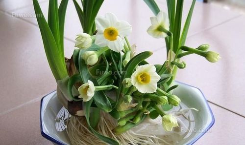 水仙花风水，水仙花风水摆放禁忌！