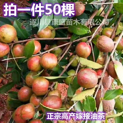 油茶价格?油茶价格在多少钱一斤!