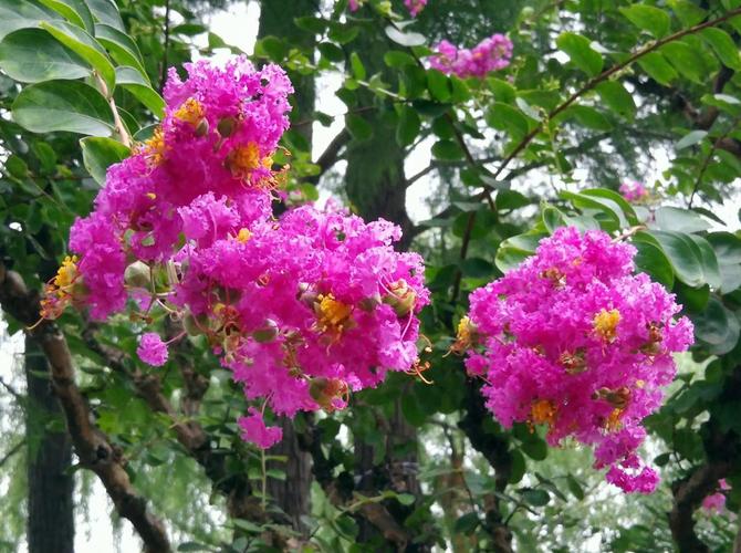 南京市花，南京市花和市树分别是什么！