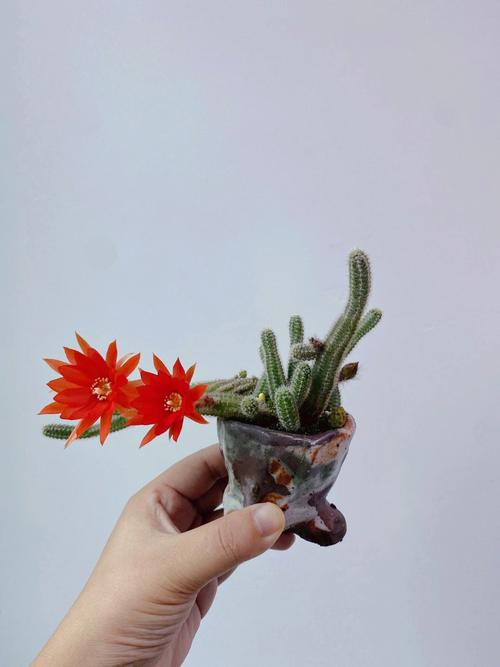 白檀，白檀什么品种最好开花！