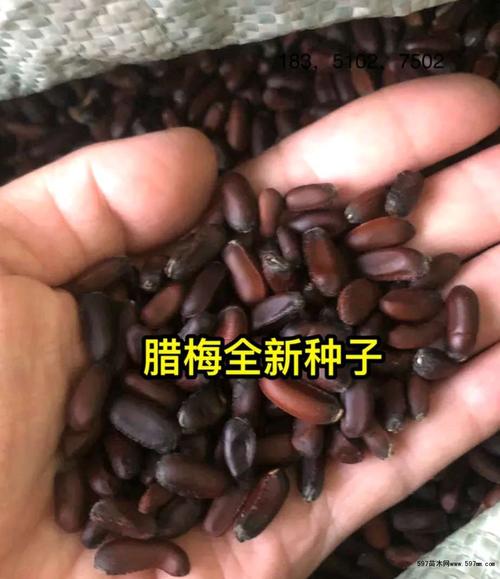 蜡梅种子？腊梅种子可以吃吗？