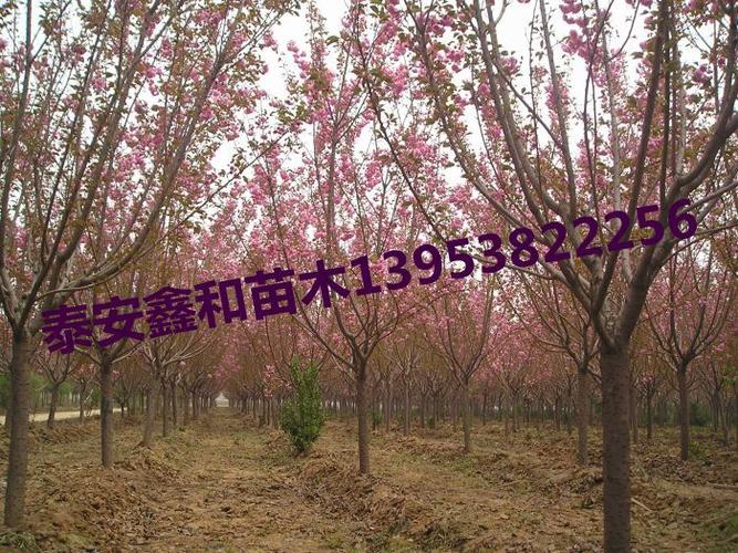 樱花树价格?樱花树价格表7-8公分!