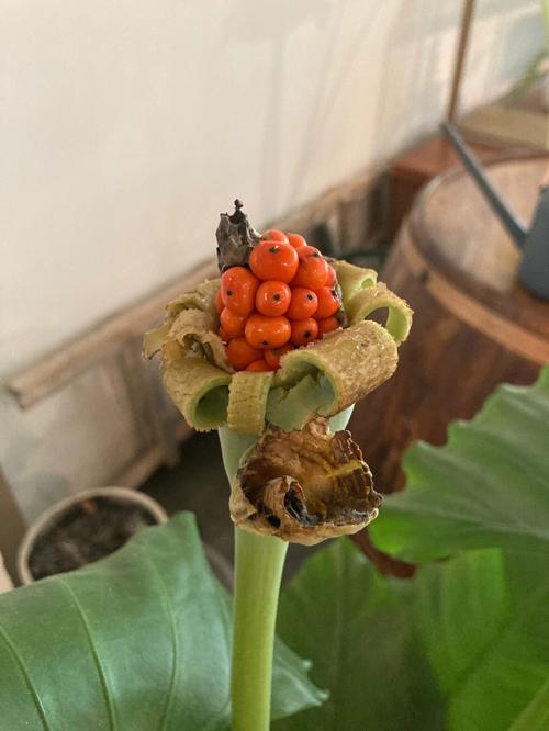 滴水观音开花，滴水观音开花植物图片