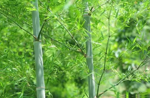 竹子是树还是草?为什么？竹子是树还是草还是灌木？
