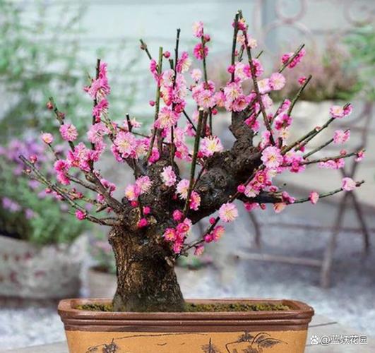 家里养梅花好吗，家里养梅花好吗