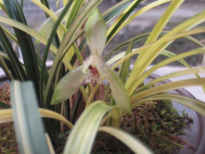 兰花的价格？兰花的价格表？