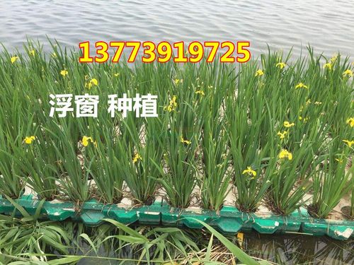 水生植物种植?水生植物种植公司!