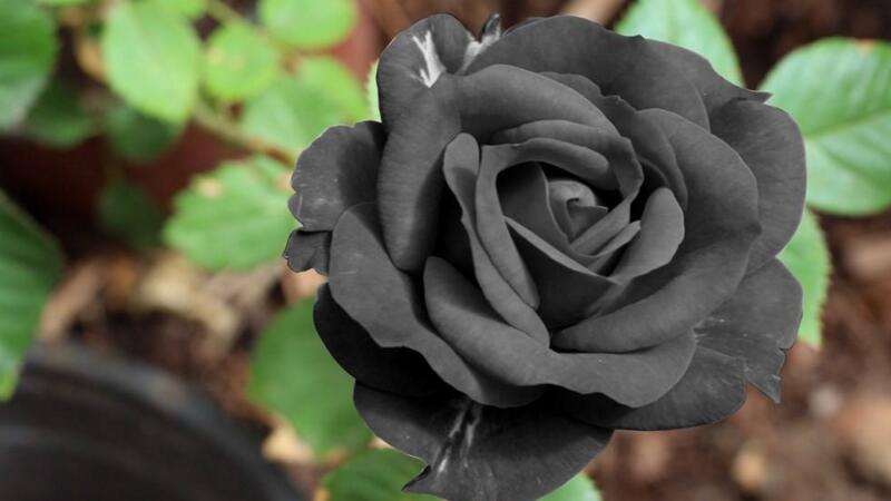 黑玫瑰花语？黑玫瑰花语是什么意思 寓意？