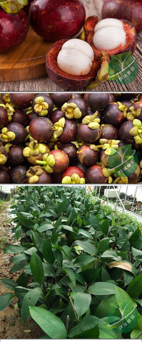 山竹果树？山竹果树适合种植什么地区？