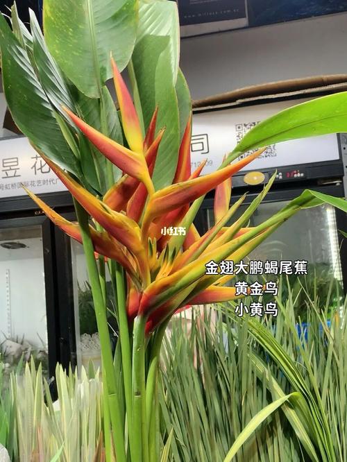 黄鸟蕉与天堂鸟区别？天堂鸟和黄金鸟的区别？