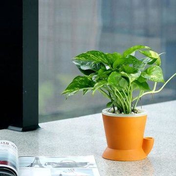 防电脑辐射的植物?防电脑辐射的植物哪些比较好?!