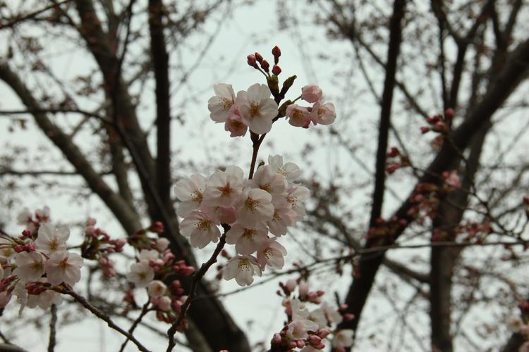 樱花是先开花后长叶的植物，樱花是先开花后长叶的植物是什么？
