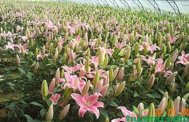百合花种植技术？百合花种植技术交流组豆瓣？