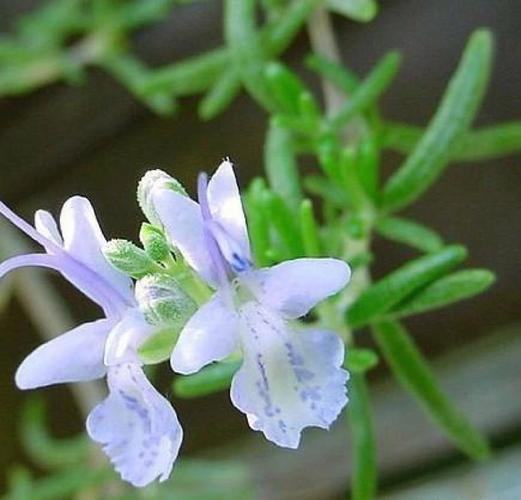 迷迭香的花语?迷迭香的花语是什么!