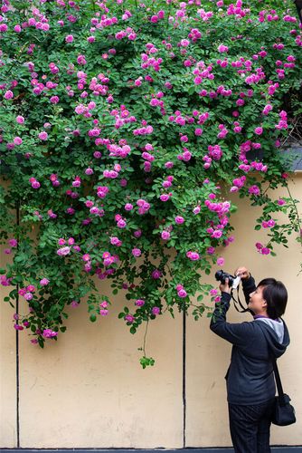 南京市花是什么?南京市花是什么花啊!