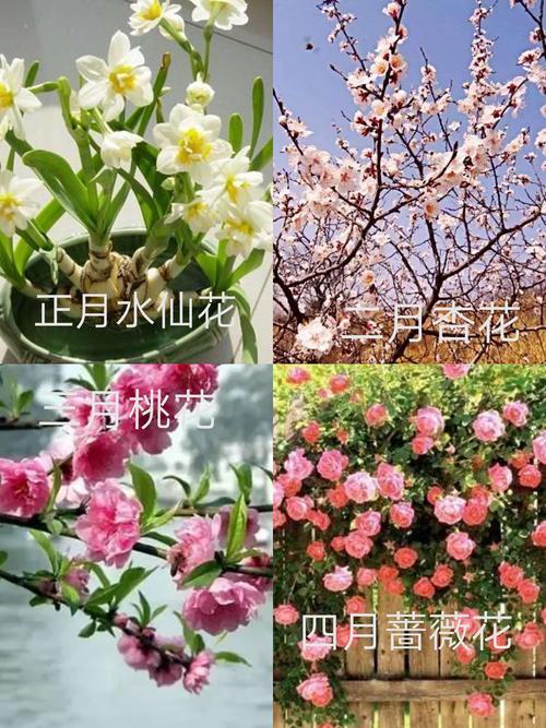 一月开什么花?一月开什么花二月开什么花三月开什么花!
